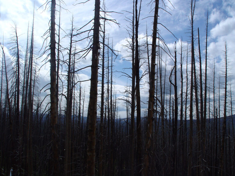 Yellowstone After the Fire