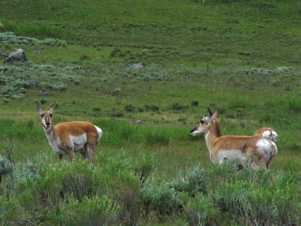 Two pronghorn antelope standing in a green meadow in Yellowstone National Park.