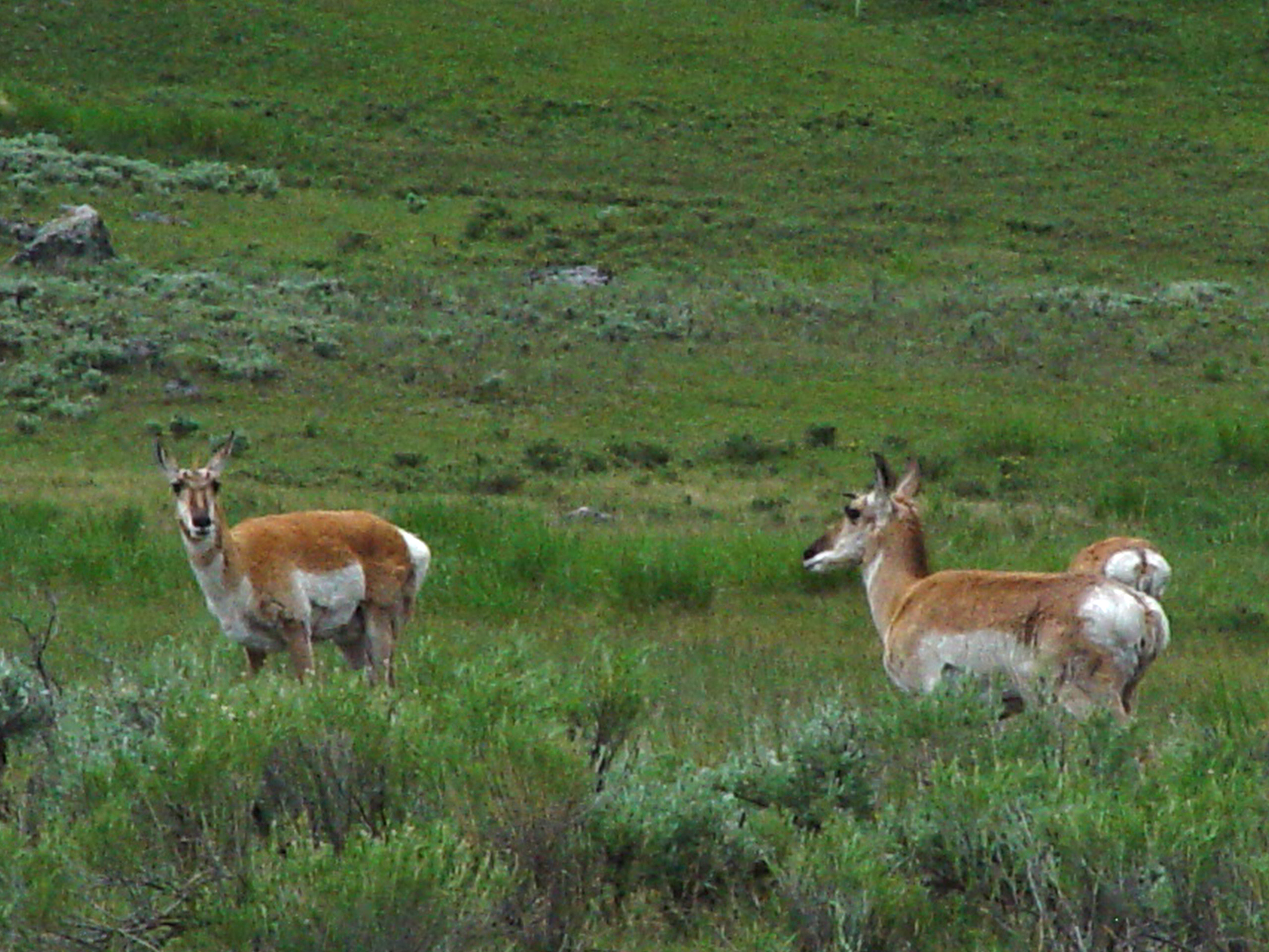 Yellowstone Antelope Pair in Mountain Meadow