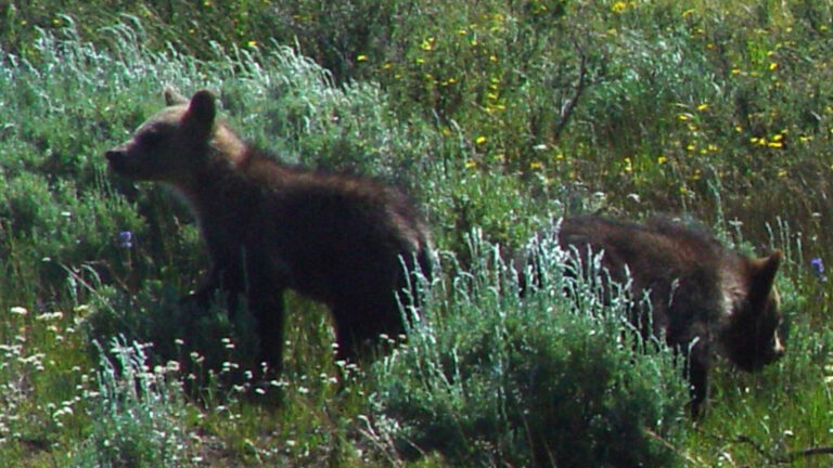 Bear Cubs in Yellowstone