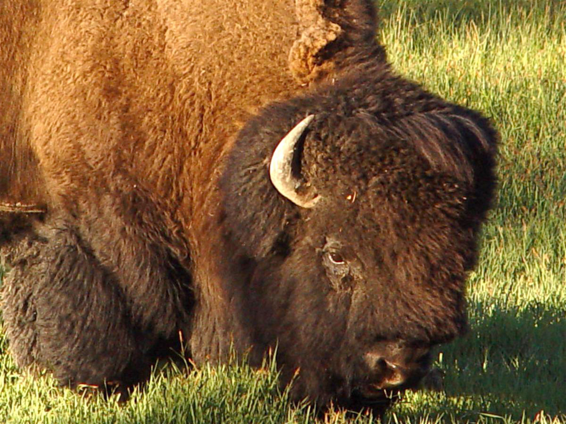 Yellowstone Bison Portrait