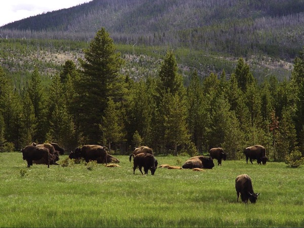 A herd of bison grazing and resting in a green meadow in Yellowstone National Park.