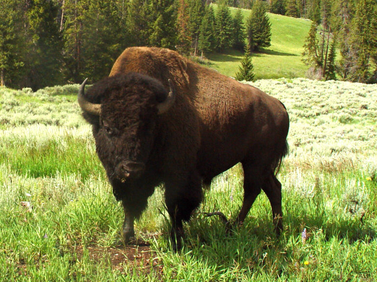 Yellowstone Bison in Mountain Meadow