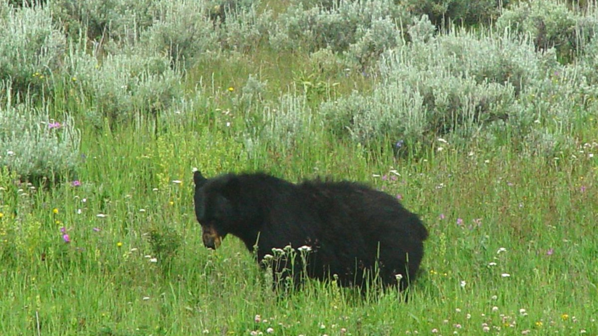 Black Bear in Meadow
