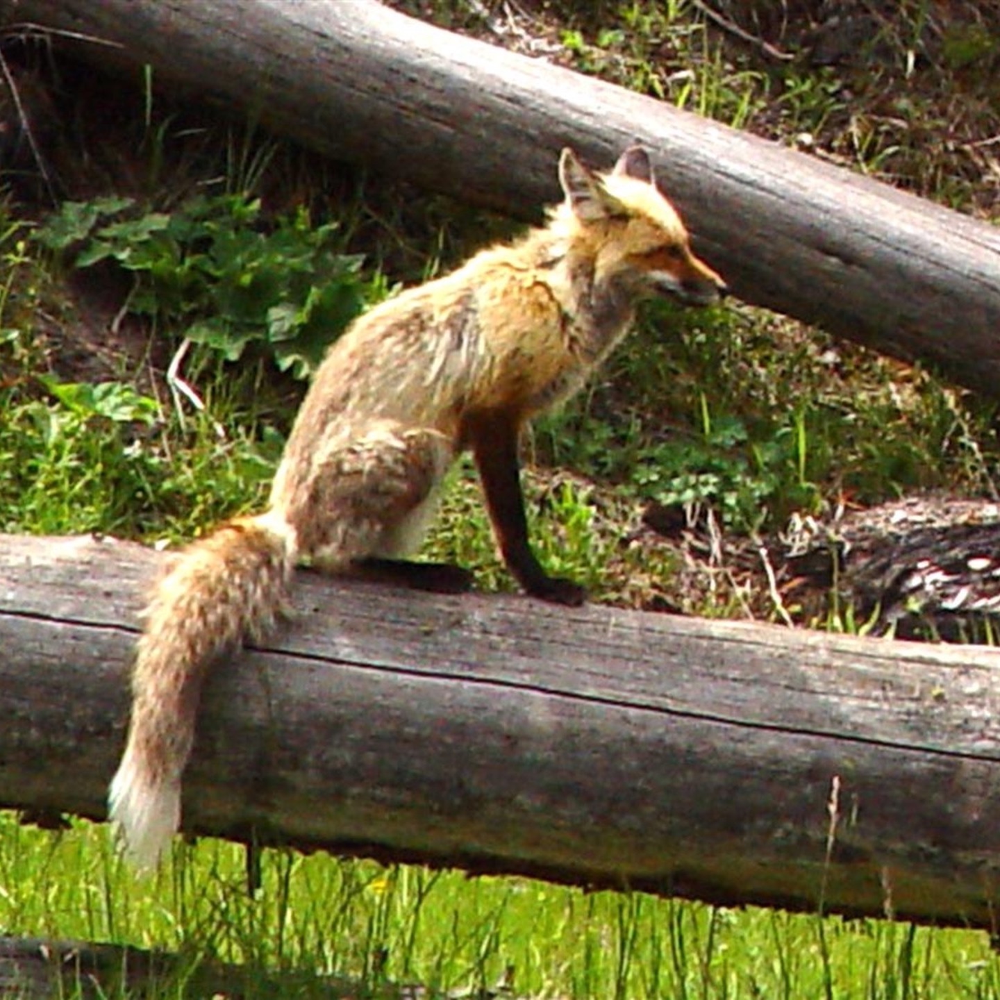 Yellowstone Fox on Fallen Log