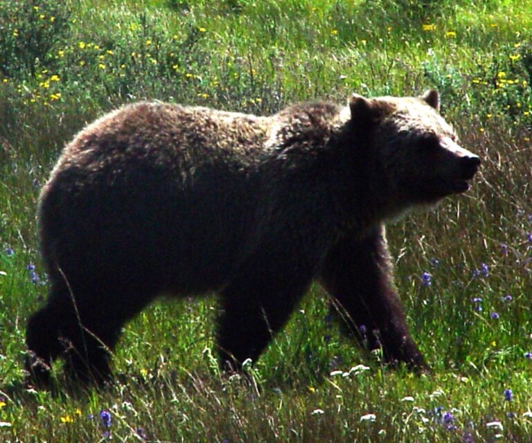 Grizzly Bear in Yellowstone Meadow