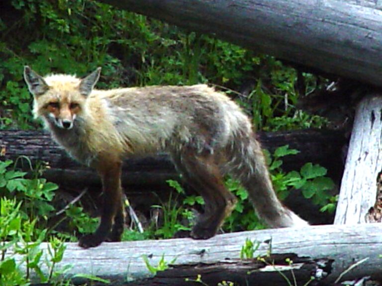Curious Fox in Yellowstone