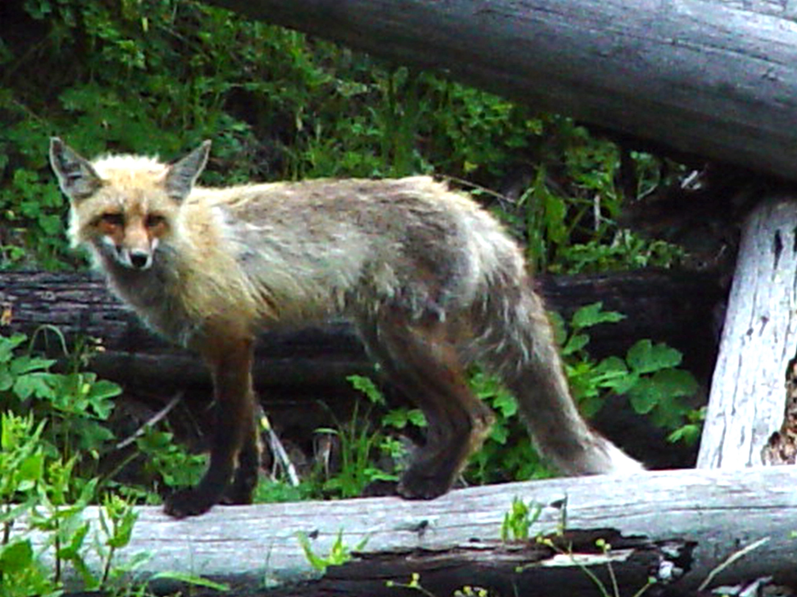 Curious Fox in Yellowstone