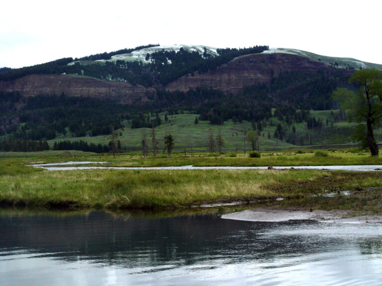 Yellowstone River Through Spring Meadow