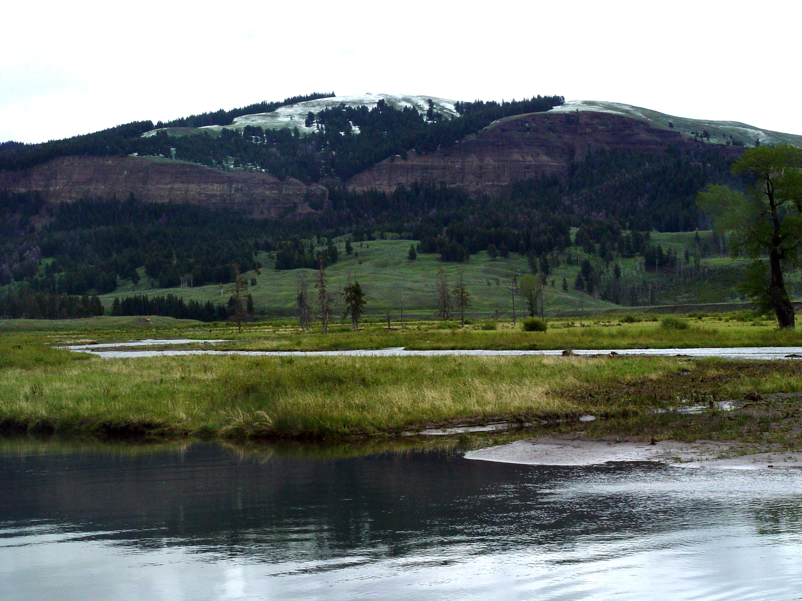 Yellowstone River Through Spring Meadow